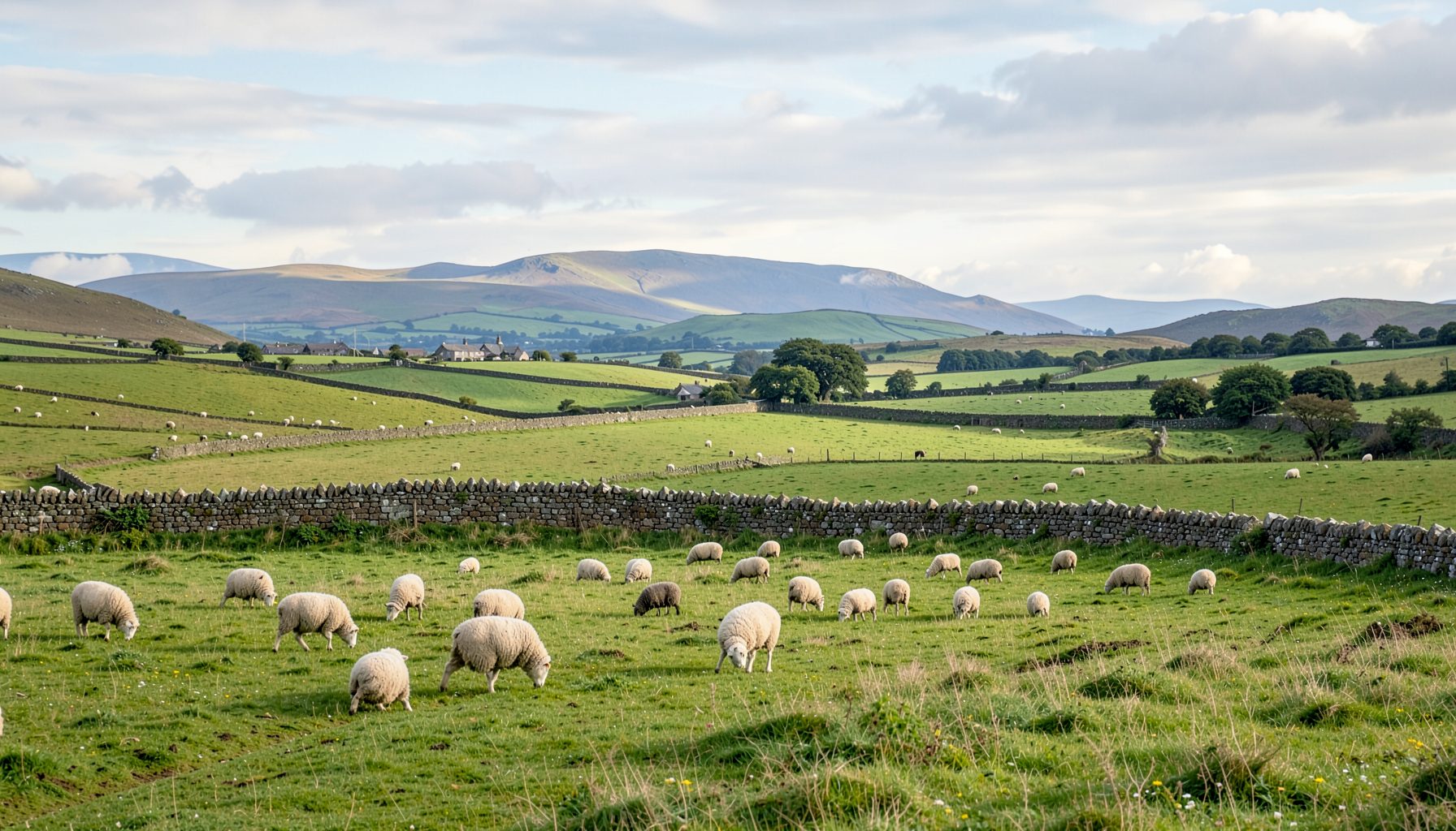 Rolling pastoral farmland dotted with sheep and stone walls, with distant mountains under a soft Irish sky